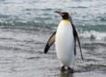 /album/quinto-varios/h-410-pinguino-rey-solo-jpg/